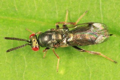 Monodontomerus sp.