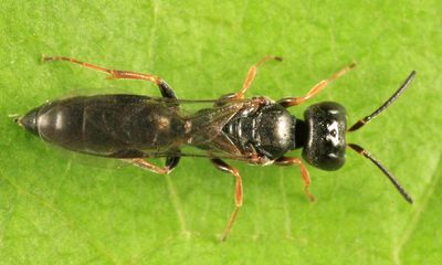 Passaloecus sp.