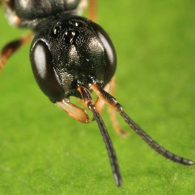 Passaloecus sp.