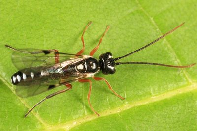 Cteniscus sp.