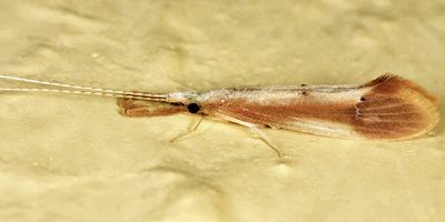 Triaenodes injusta