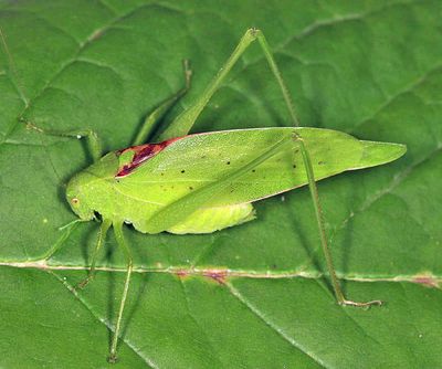 Rattler Round-winged Katydid - Amblycorypha rotundifolia (male)