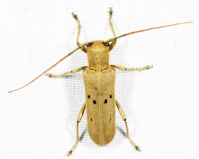 Linden Borer - Saperda vestita