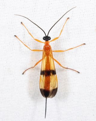 Ichneumon Wasps - Pimplinae