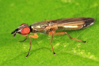 Eumetopiella rufipes