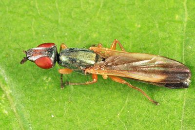 Eumetopiella rufipes
