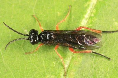 Dock Sawfly - Ametastegia glabrata