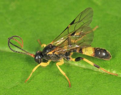 Ichneumon Wasps - Tryphoninae