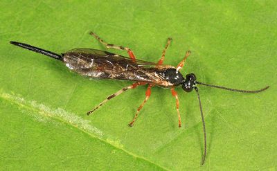 Endromopoda producta