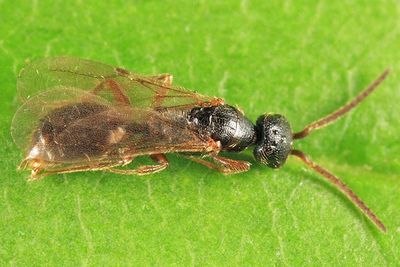 Pseudisobrachium sp. (male)