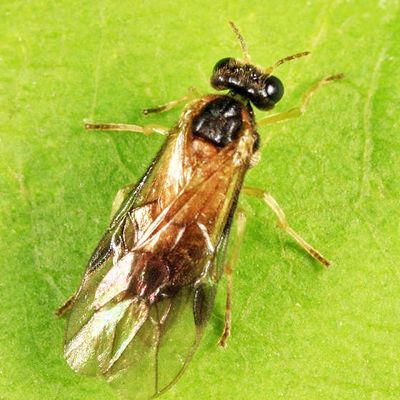 Acordulecera mellina