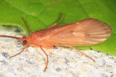 Pycnopsyche lepida