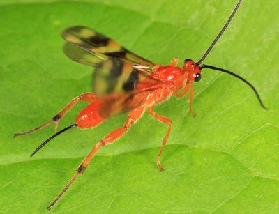  Braconid Wasps - Braconidae
