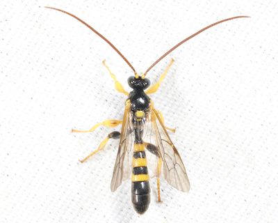 Colpotrochia trifasciata