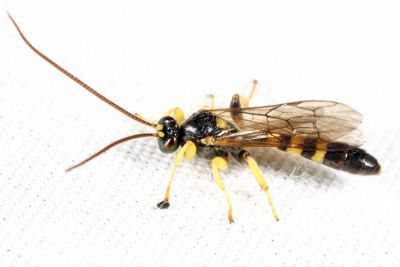 Colpotrochia trifasciata