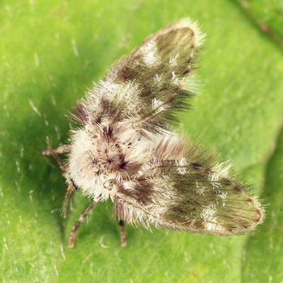 Pericoma sp.?