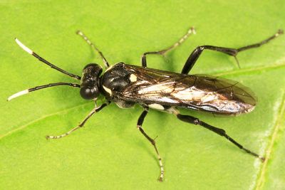 Macrophya trisyllaba