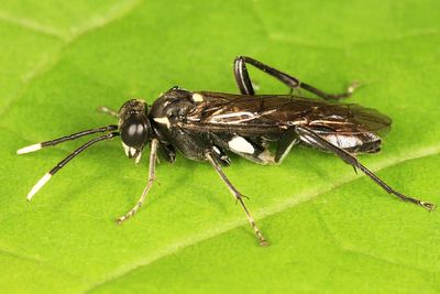 Macrophya trisyllaba