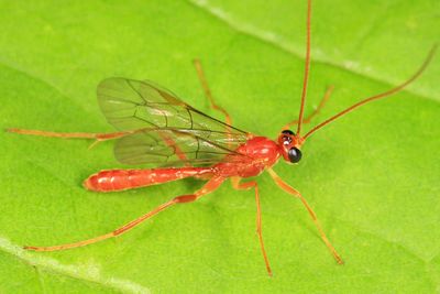 Ichneumon Wasps - Ctenopelmatinae