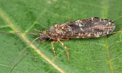 Rhyacophila formosa (male)