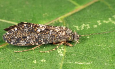 Rhyacophila formosa (female)