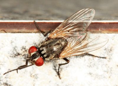 House Fly - Musca domestica