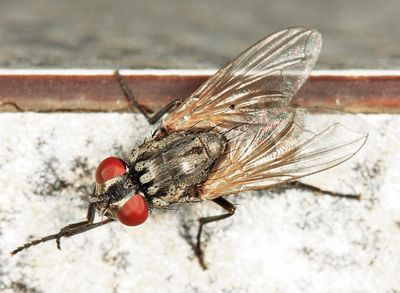 House Fly - Musca domestica