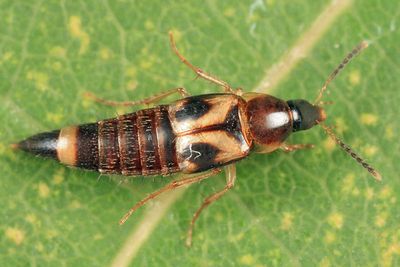Lordithon kelleyi