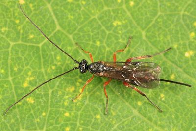 Neothlipsis agilis
