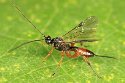 Neothlipsis agilis