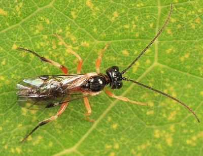 Polyblastus fulvilinealis