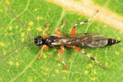 Schizopyga frigida