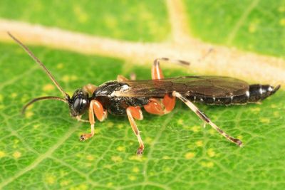 Schizopyga frigida