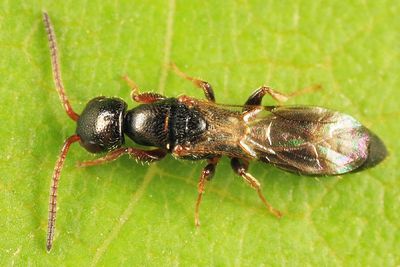 Epyris sp. (female)