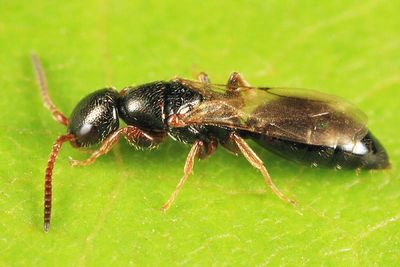 Epyris sp. (female)