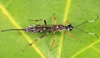 Xorides albopictus