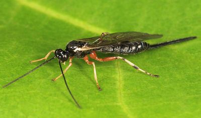 Scambus hispae