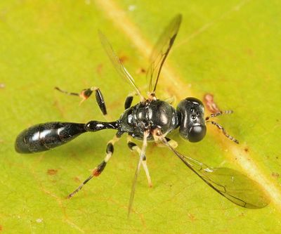 Rhopalum coarctatum