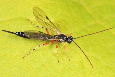 Tromatobia ovivora
