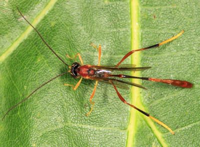 Aphanistes rheumapterae