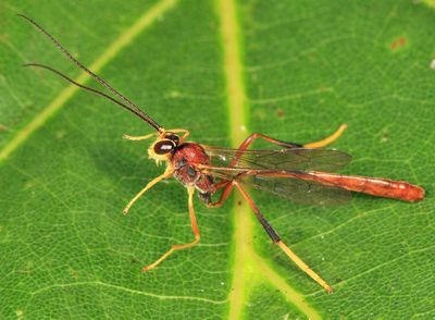 Aphanistes rheumapterae