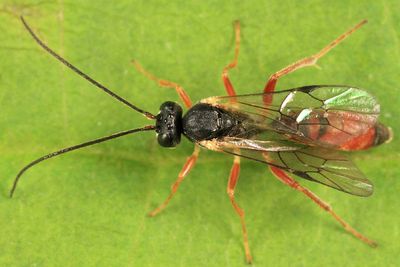 Olesicampe sp.