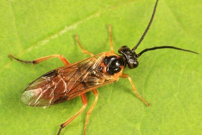 Euura aurantiaca