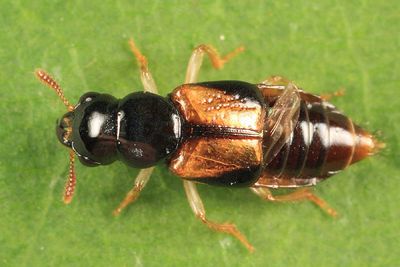 Oxyporus vittatus