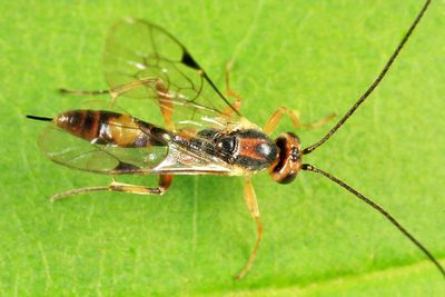 Mesochorus discitergus