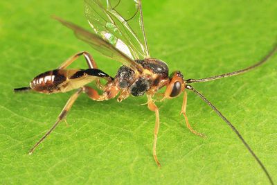 Mesochorus discitergus