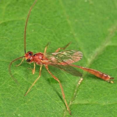 Agrypon prismaticum