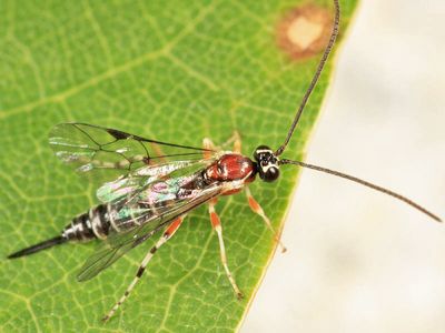 Tromatobia zonata