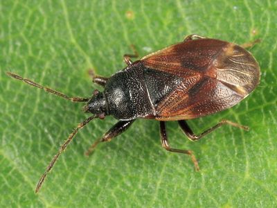 Drymus unus