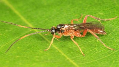 Oxytorus sp.